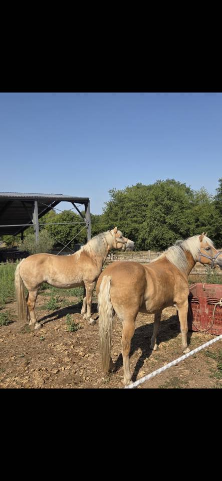 Yegua Haflinger En venta 2010 Alaz&aacute;n