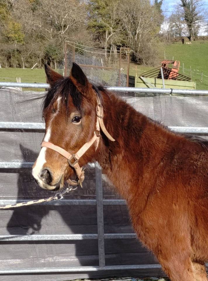 Yegua New Forest En venta 2022 Bayo por FURY D'ARQUETAN