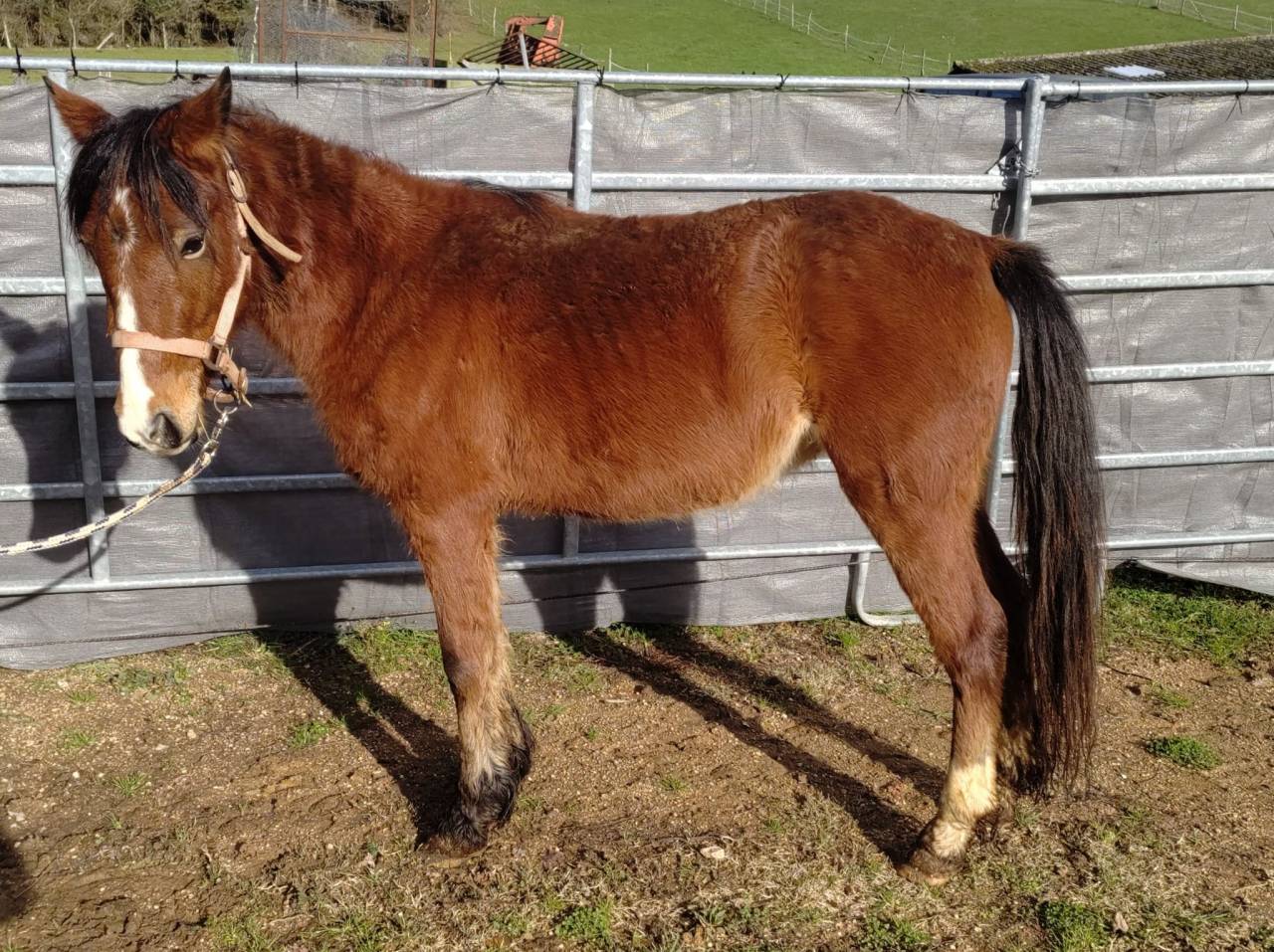 Yegua New Forest En venta 2022 Bayo por FURY D'ARQUETAN