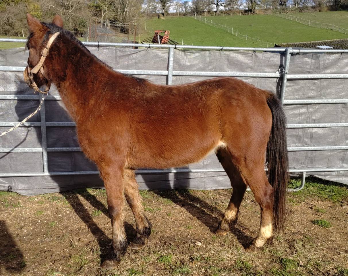 Yegua New Forest En venta 2022 Bayo por FURY D'ARQUETAN