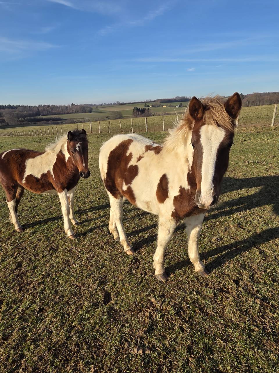Potro Origine Constat&eacute;e En venta 2025 P&iacute;o