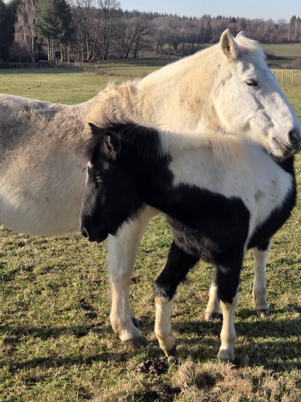 Potro Origine Constat&eacute;e En venta 2025 P&iacute;o