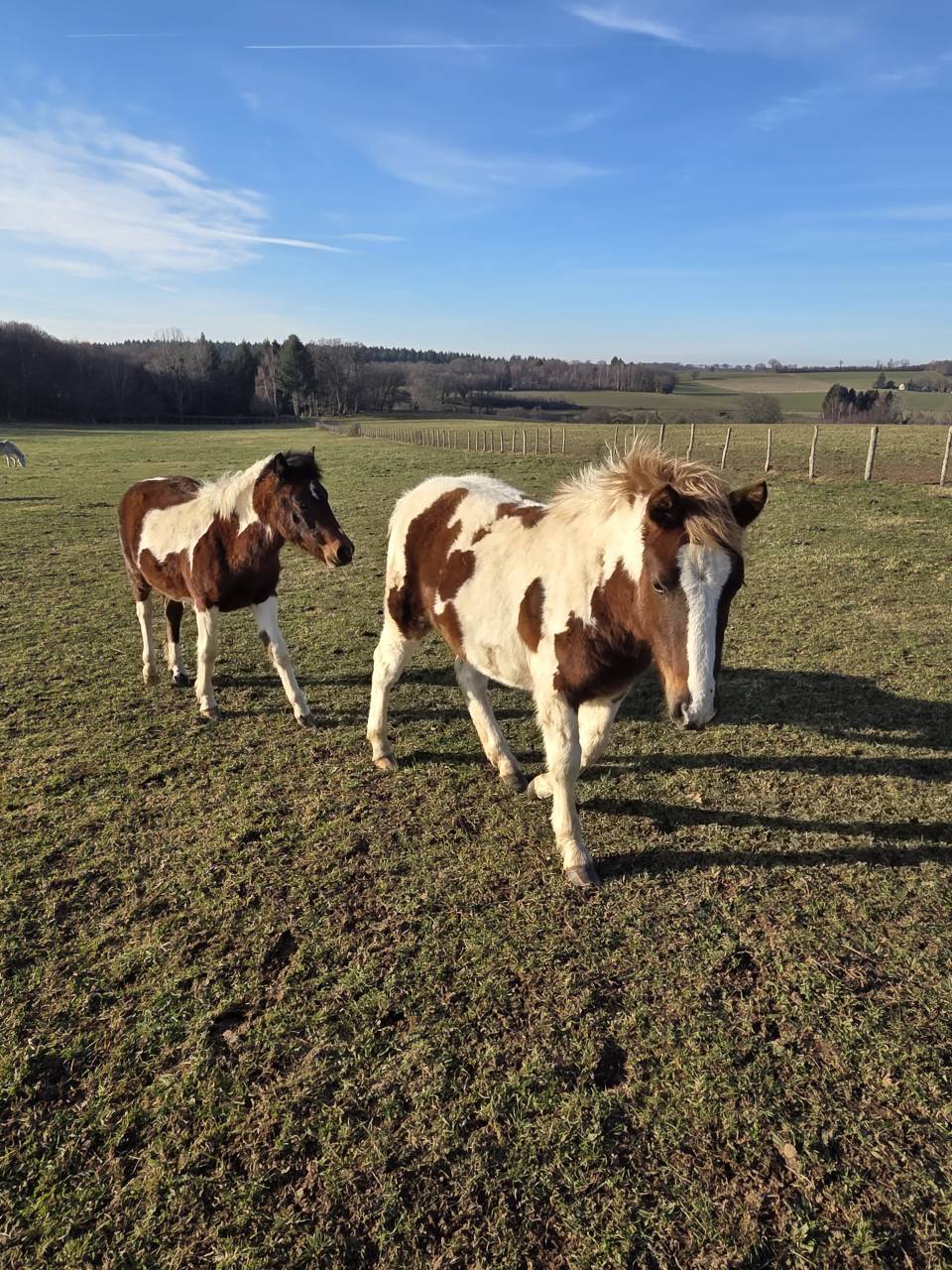 Potro Origine Constat&eacute;e En venta 2025 P&iacute;o