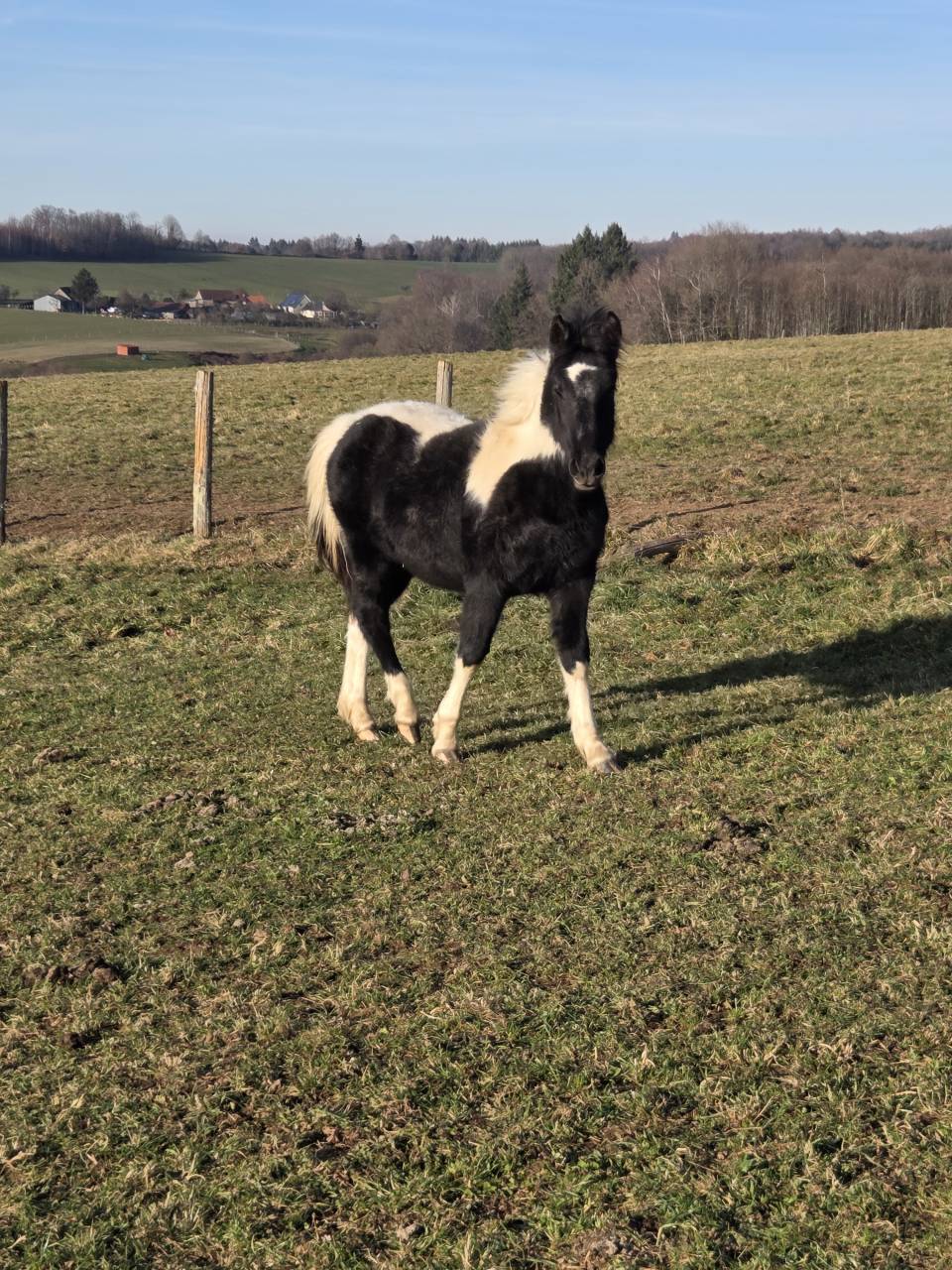 Potro Origine Constat&eacute;e En venta 2025 P&iacute;o