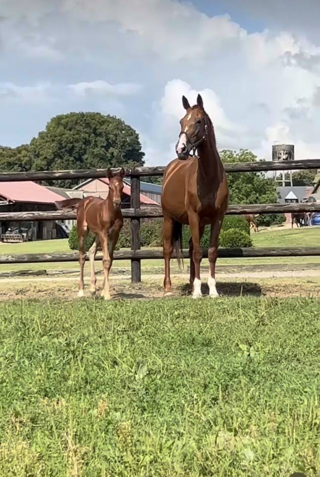 Potranca Silla Franc&eacute;s En venta 2025 Alaz&aacute;n