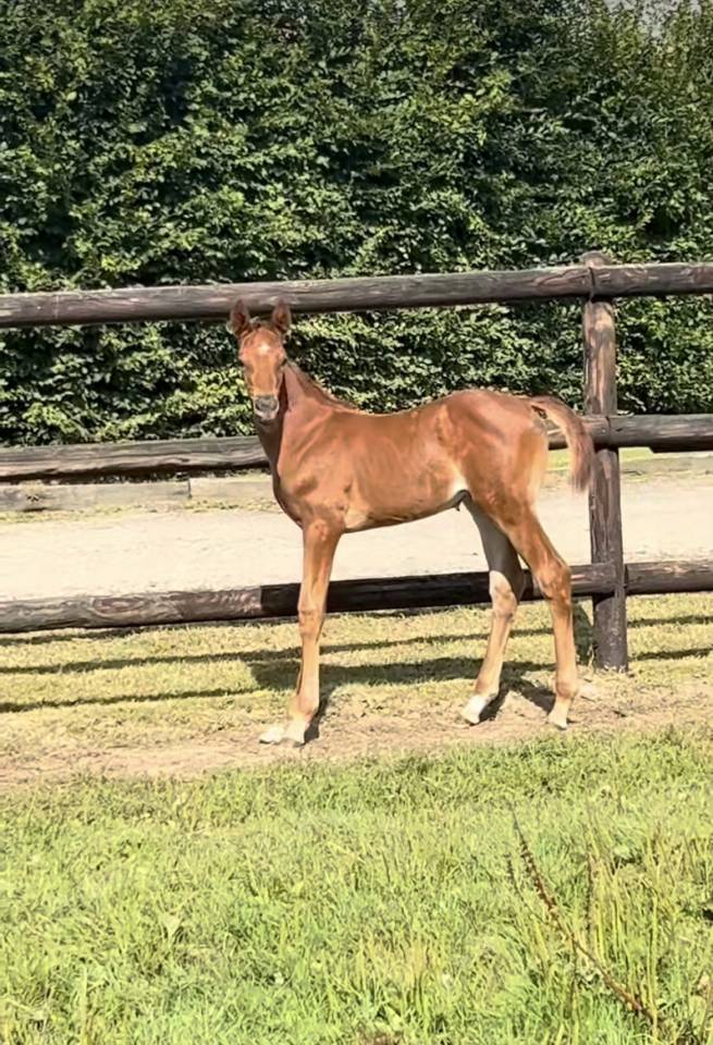 Potranca Silla Franc&eacute;s En venta 2025 Alaz&aacute;n