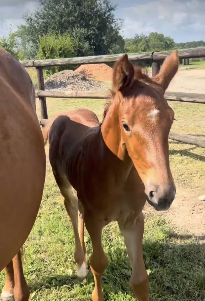 Potranca Silla Franc&eacute;s En venta 2025 Alaz&aacute;n