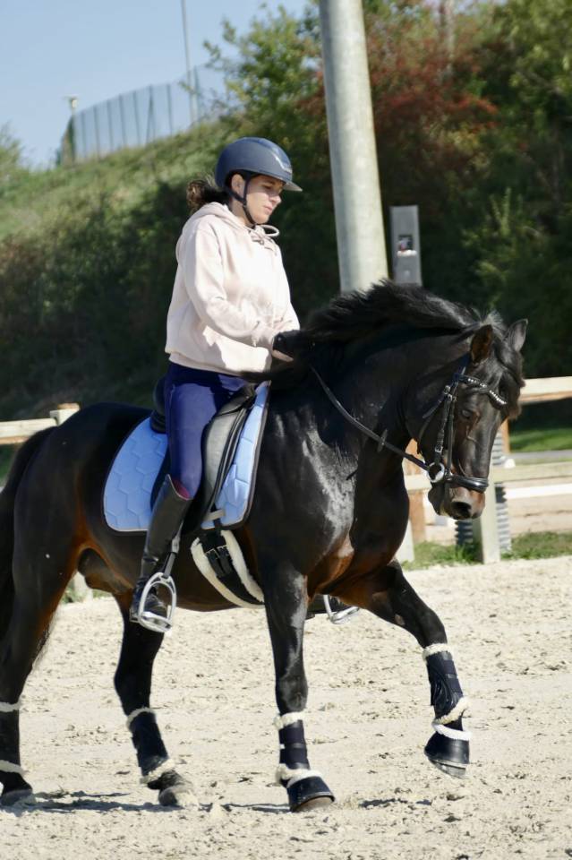 Caballo entero Connemara En venta 2009 Bayo moreno por BABY BOY DE RHONON