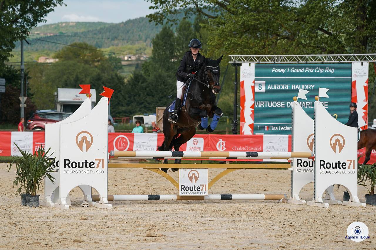 Caballo entero Connemara En venta 2009 Bayo moreno por BABY BOY DE RHONON