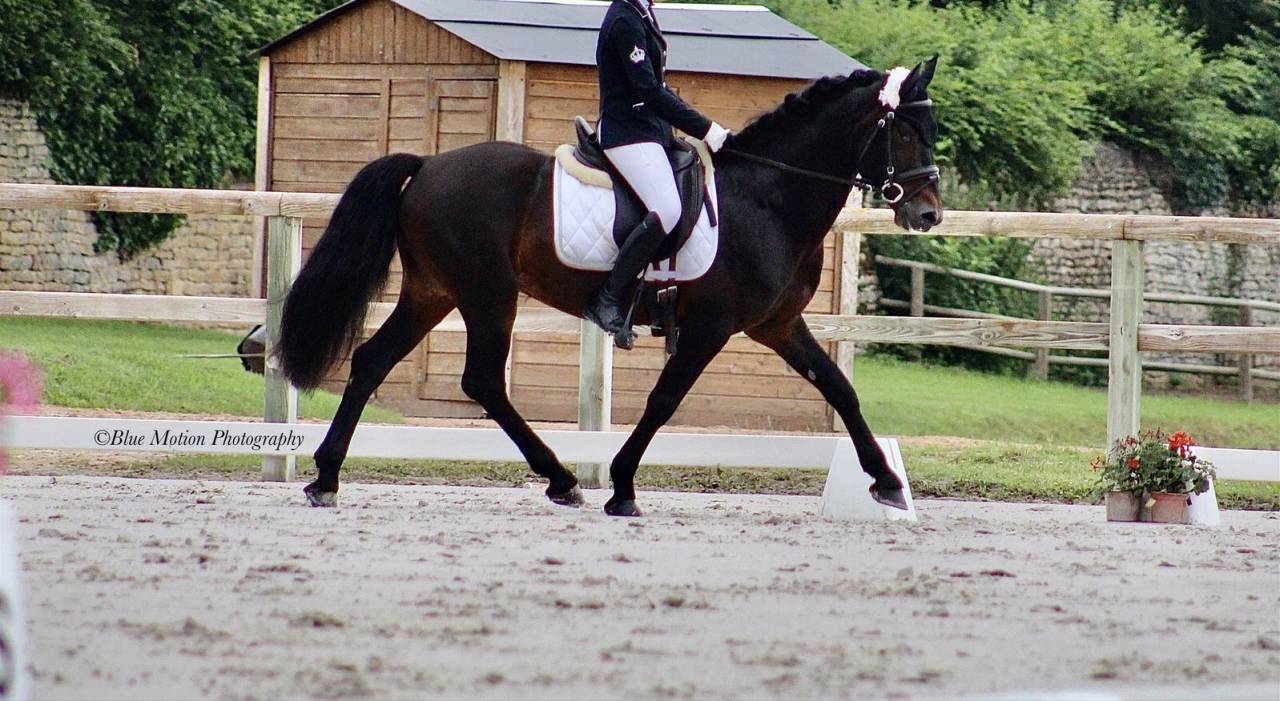 Caballo entero Connemara En venta 2009 Bayo moreno por BABY BOY DE RHONON