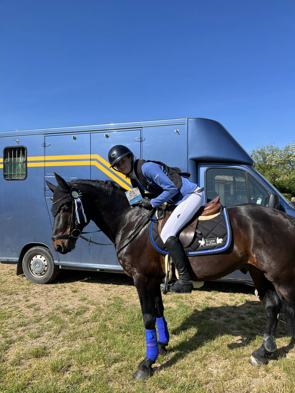 Caballo entero Connemara En venta 2009 Bayo moreno por BABY BOY DE RHONON