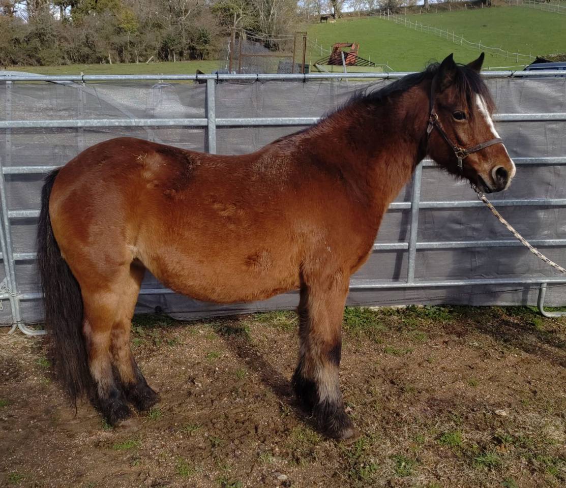 Yegua de ganader&iacute;a Dartmoor En venta 2013 Bayo por ALEXANDRE SQUARE