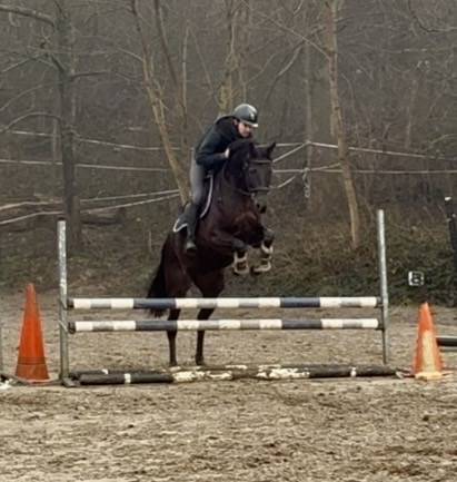 Yegua Westfaliano En venta 2019 Negro