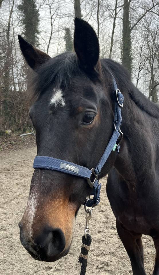 Yegua KWPN Caballo de Deporte Neerland&eacute;s En venta 2015 Bayo moreno