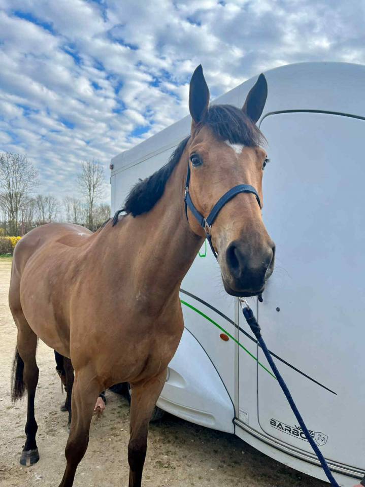 Yegua Silla Franc&eacute;s En venta 2020 Bayo por Romando de l'abbaye