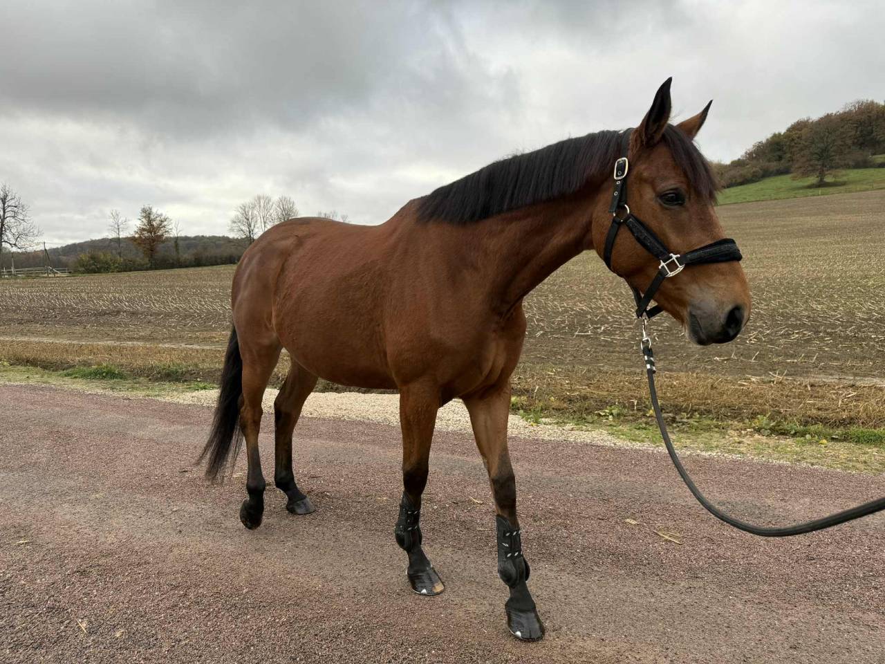 Yegua Silla Franc&eacute;s En venta 2020 Bayo por Romando de l'abbaye