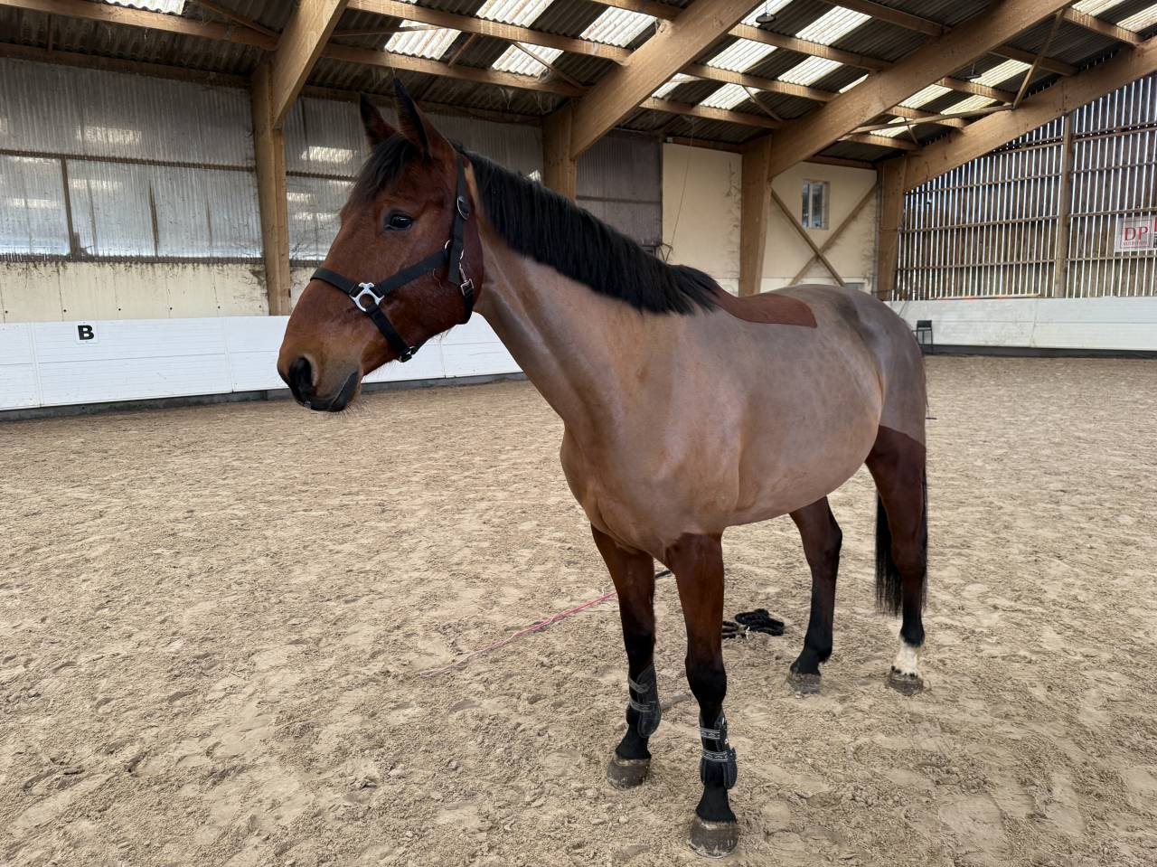 Caballo castrado Silla Franc&eacute;s En venta 2021 Bayo por CANTURANO (DEU)