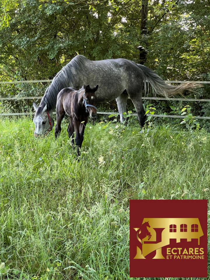 Cuadra de propietarios En venta Gironda