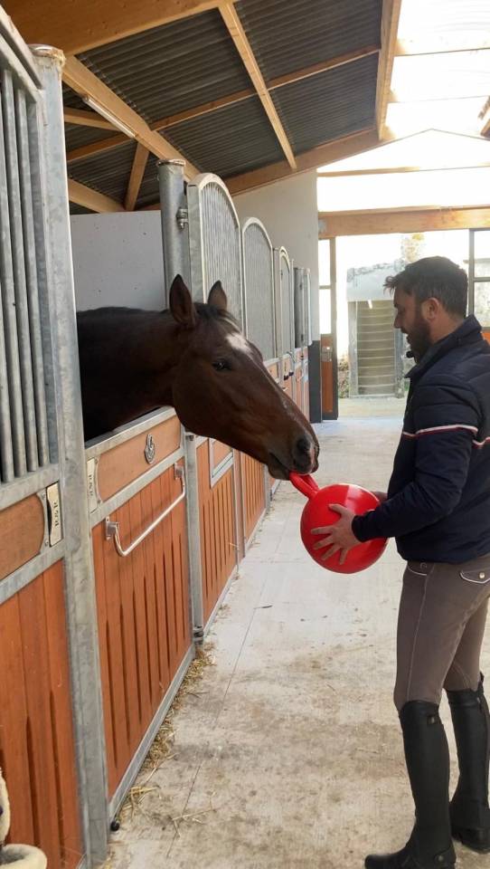 Caballo castrado Silla Franc&eacute;s En venta 2020 Bayo por No Records.