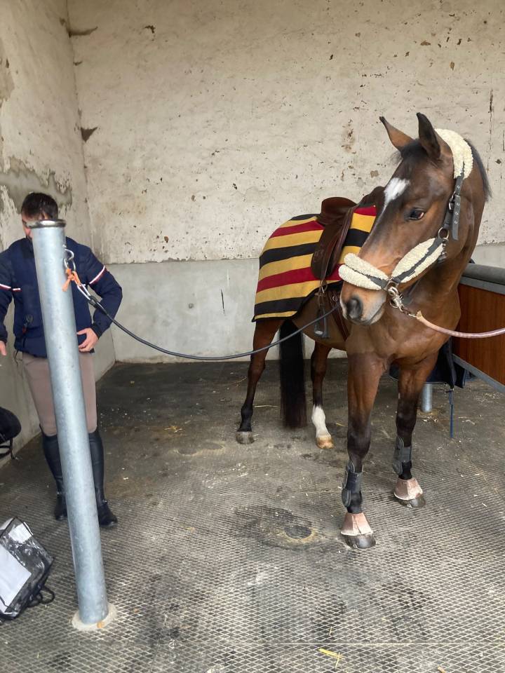 Caballo castrado Silla Franc&eacute;s En venta 2020 Bayo por No Records.