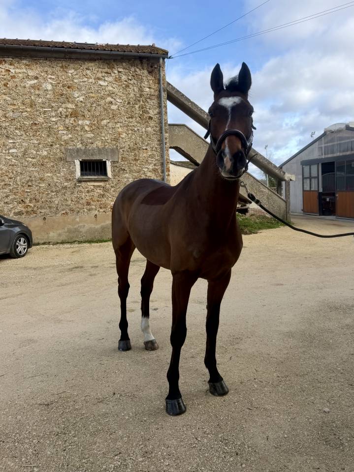 Caballo castrado Silla Franc&eacute;s En venta 2020 Bayo por Saigon Rouge.