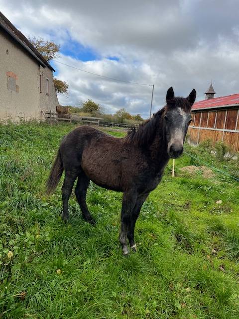 Caballo castrado Connemara En venta 2025 Lobo por FORTUNA DE L'OUBLAN
