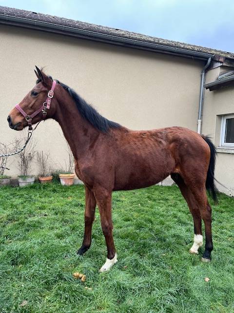 Potranca Pura Sangre En venta 2023 Bayo por TIGER GROOM