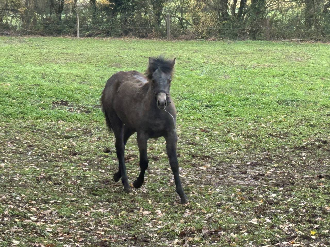 Yegua PFS Poni Fran&ccedil;&eacute;s de Silla En venta 2025 Tordo
