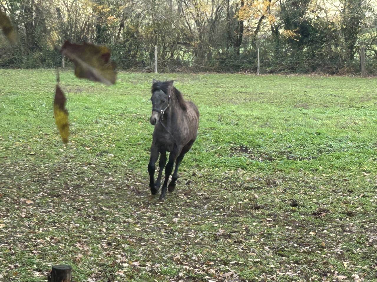 Yegua PFS Poni Fran&ccedil;&eacute;s de Silla En venta 2025 Tordo