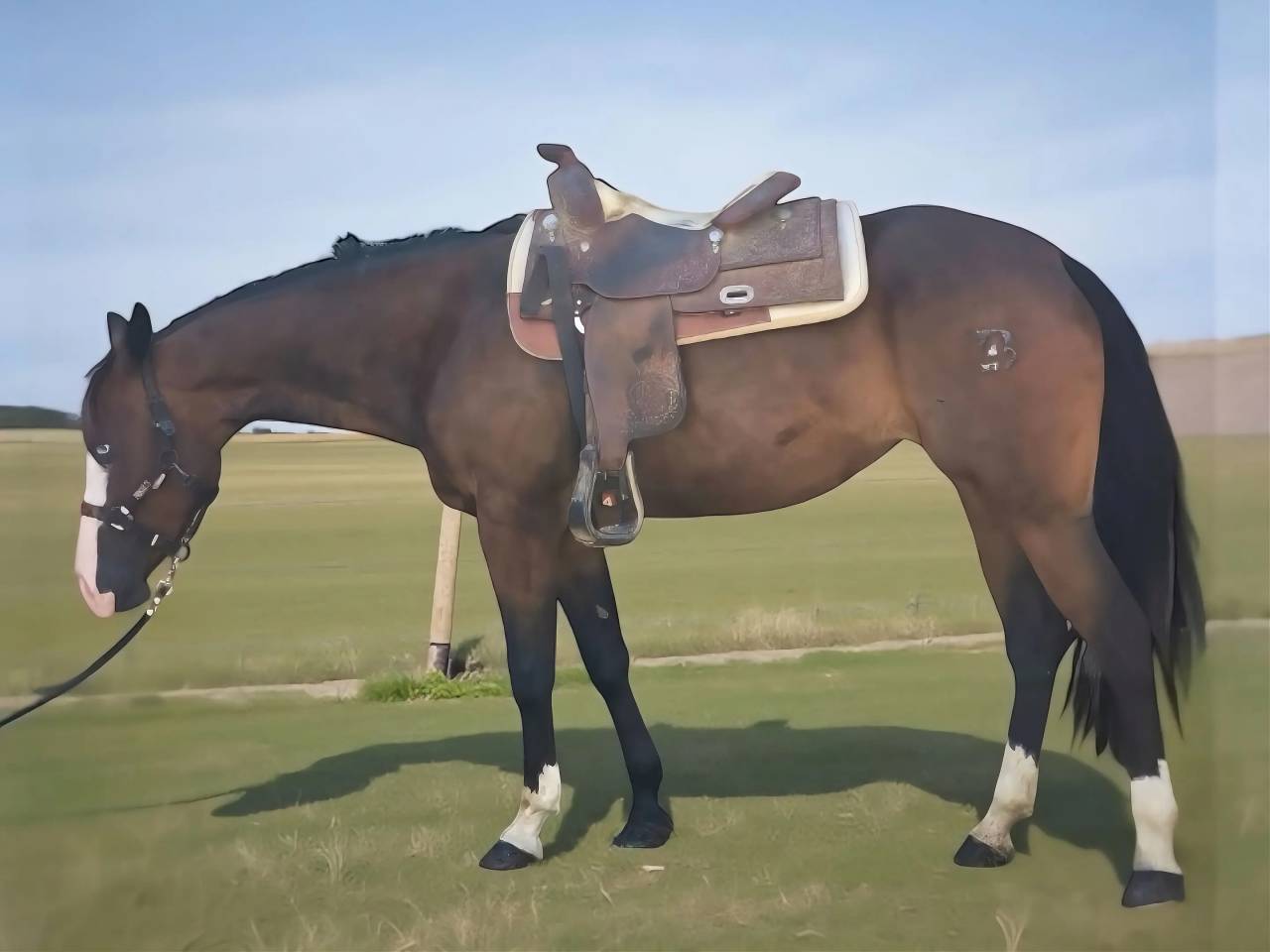 Yegua Quarter Horse En venta 2021 Bayo moreno por COLONEL SHINING GUN