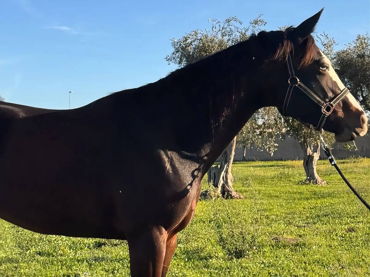 Yegua Quarter Horse En venta 2021 Bayo moreno por COLONEL SHINING GUN