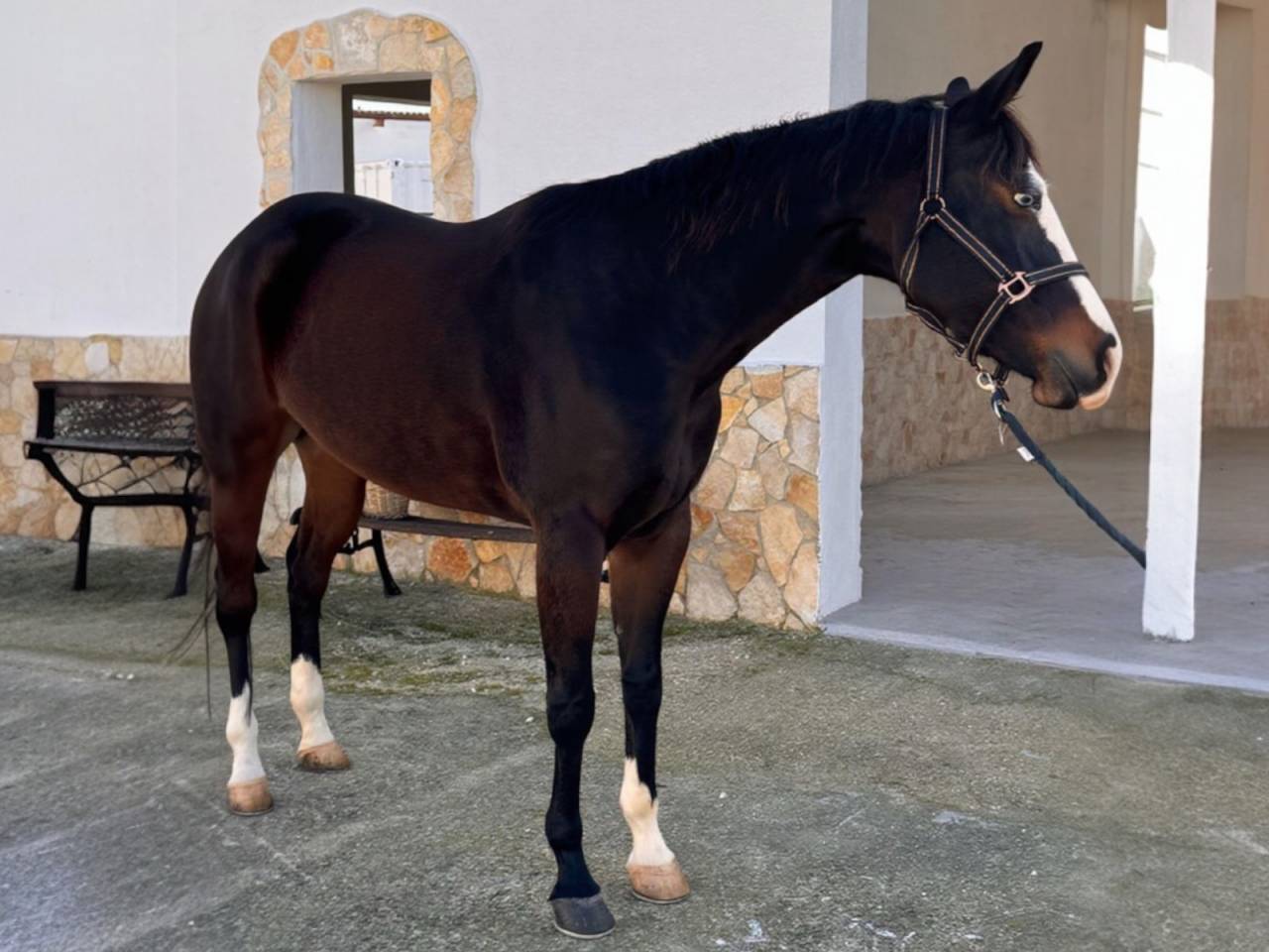 Yegua Quarter Horse En venta 2021 Bayo moreno por COLONEL SHINING GUN