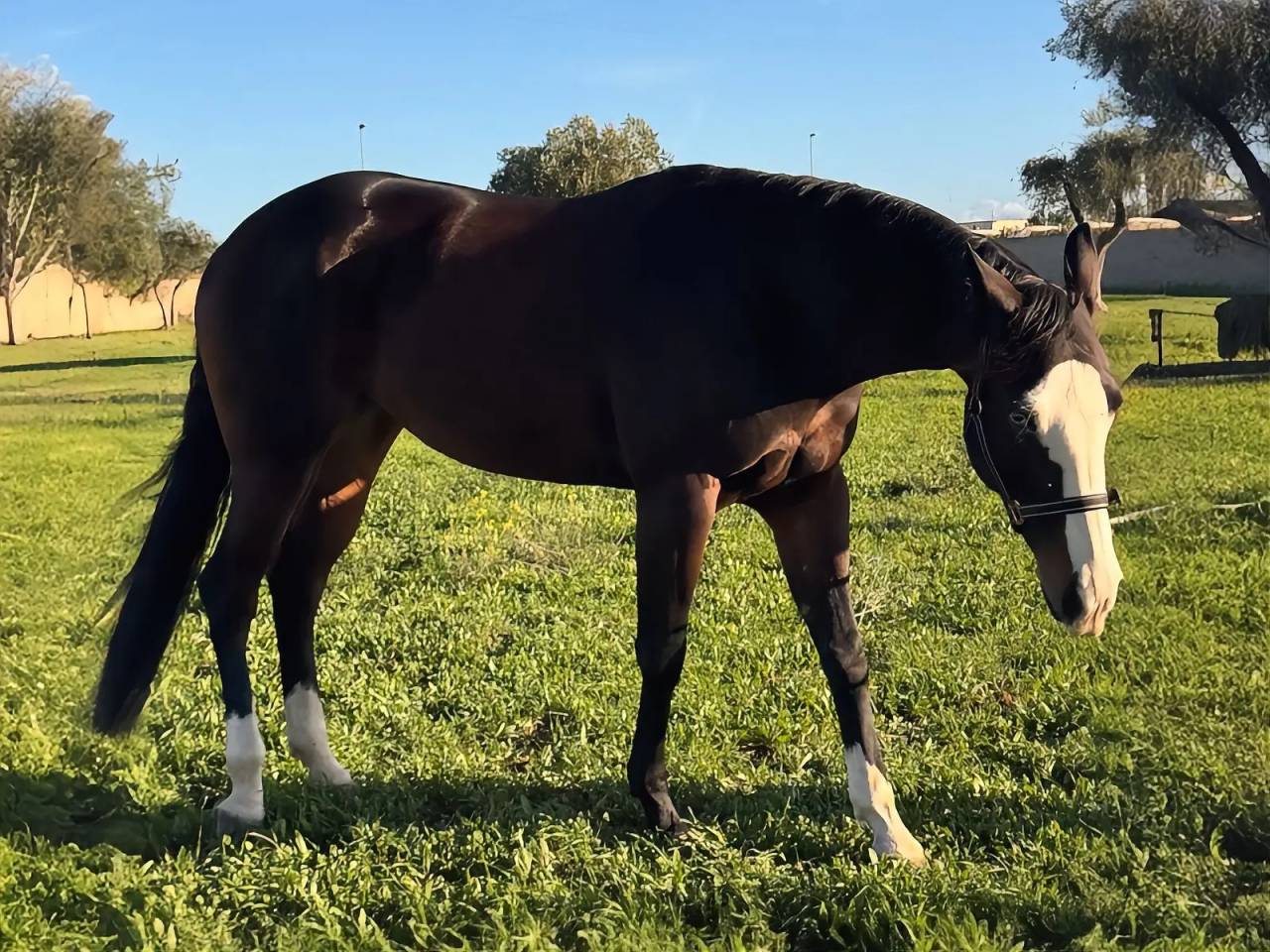 Yegua Quarter Horse En venta 2021 Bayo moreno por COLONEL SHINING GUN