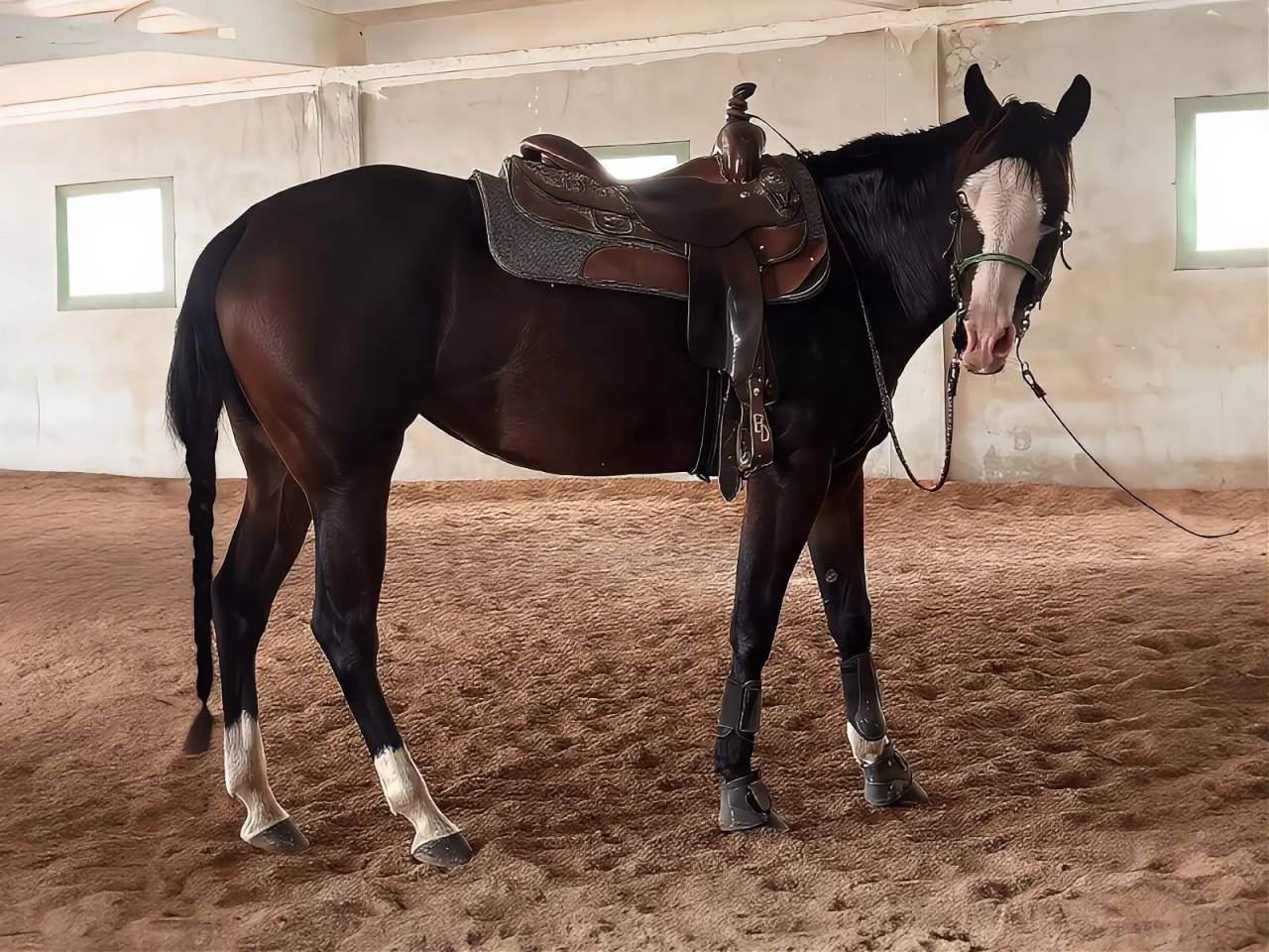 Yegua Quarter Horse En venta 2021 Bayo moreno por COLONEL SHINING GUN