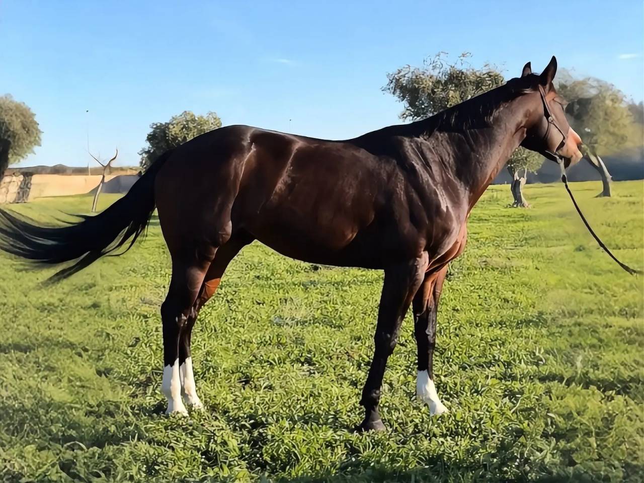 Yegua Quarter Horse En venta 2021 Bayo moreno por COLONEL SHINING GUN