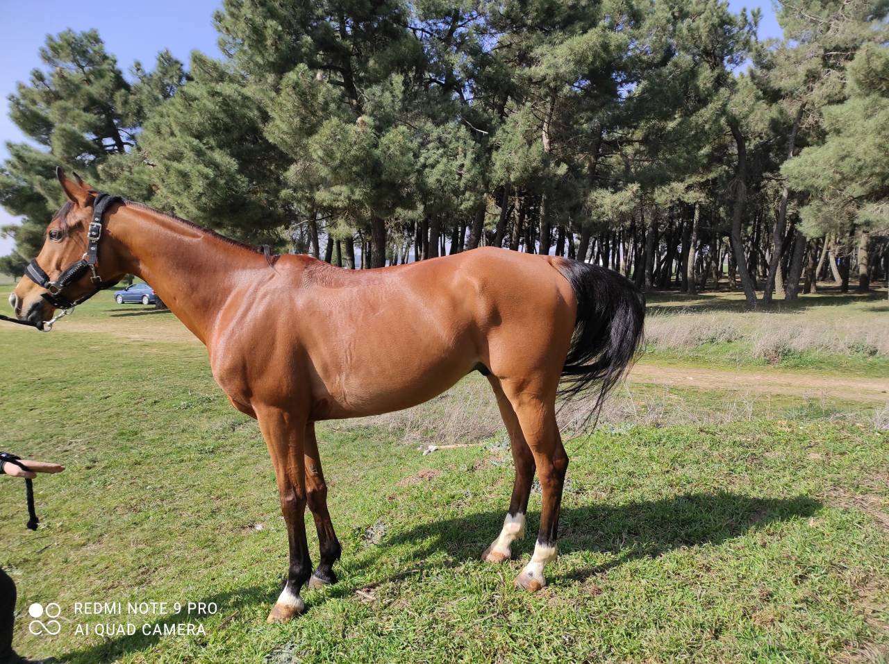 Venta de pony D de Salto