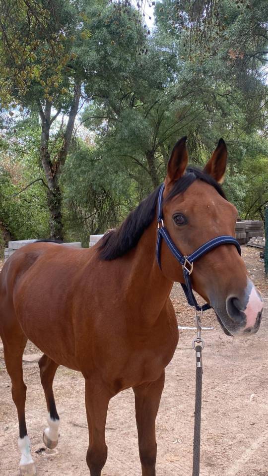 Venta de pony D de Salto