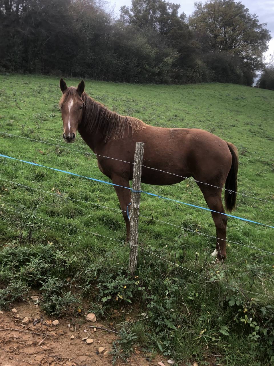 Potranca Silla Franc&eacute;s En venta 2024 Alaz&aacute;n por Cazador LS