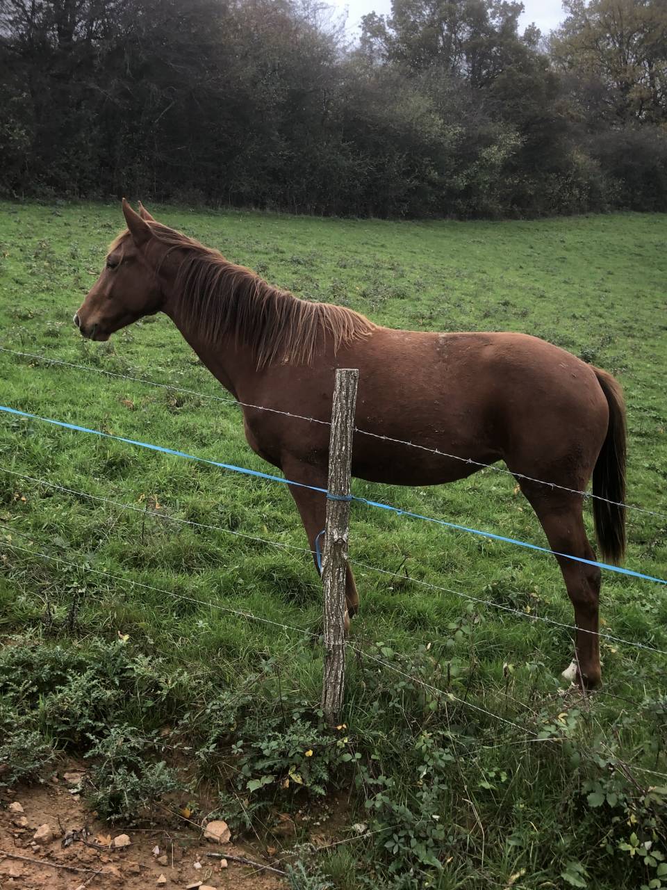 Potranca Silla Franc&eacute;s En venta 2024 Alaz&aacute;n por Cazador LS
