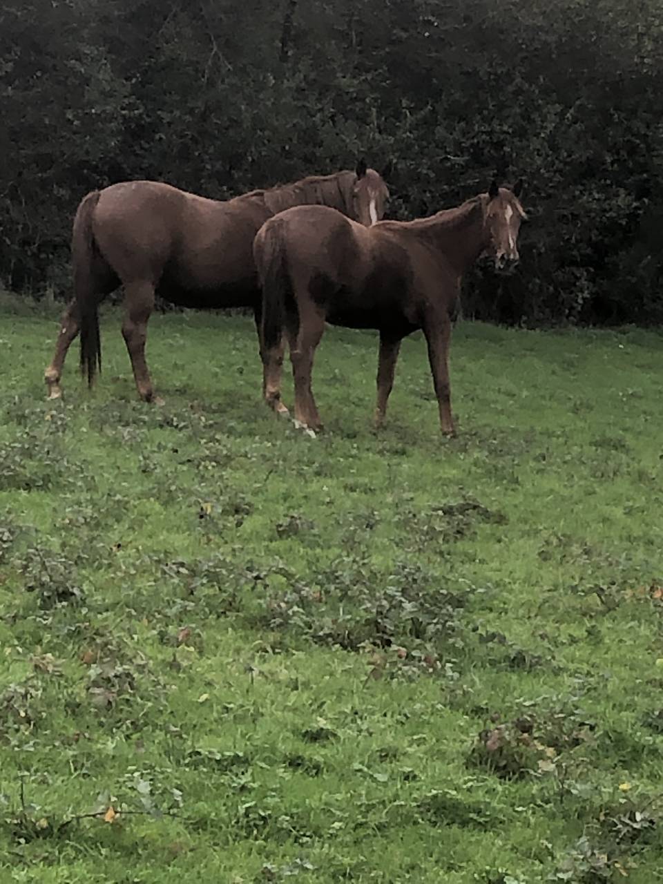 Potranca Silla Franc&eacute;s En venta 2024 Alaz&aacute;n por Cazador LS