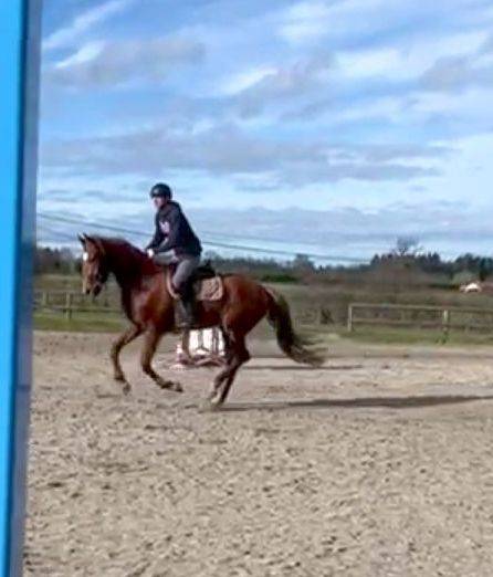 Yegua Origine Constat&eacute;e En venta 2022 Alaz&aacute;n