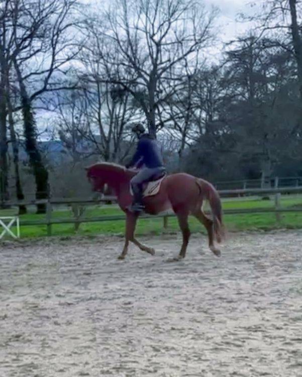 Yegua Origine Constat&eacute;e En venta 2022 Alaz&aacute;n