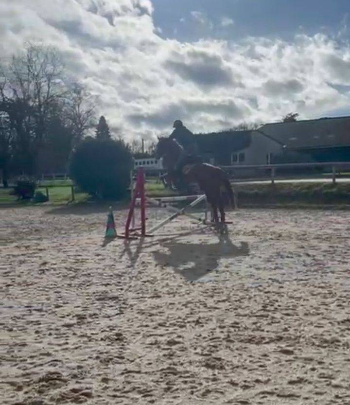 Yegua Origine Constat&eacute;e En venta 2022 Alaz&aacute;n