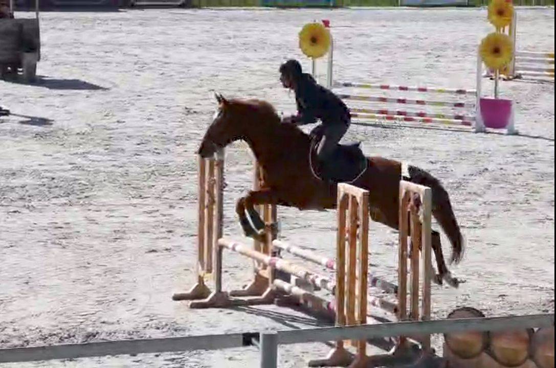 Yegua Origine Constat&eacute;e En venta 2022 Alaz&aacute;n