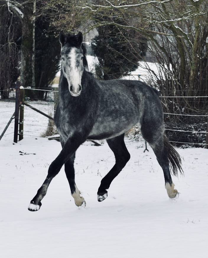 Semental Zangersheide En venta 2023 Tordo