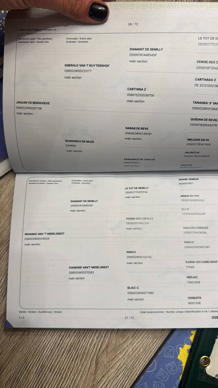 Semental Zangersheide En venta 2023 Tordo