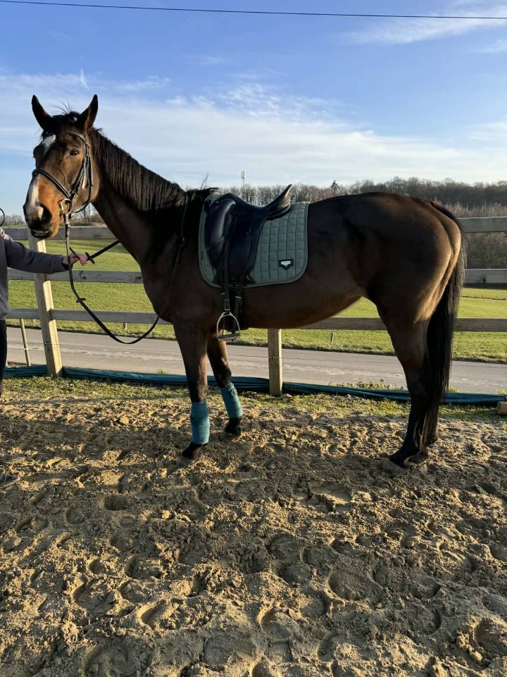 Yegua sBs Caballo de Deporte Belga En venta 2012 Bayo por FABEAU