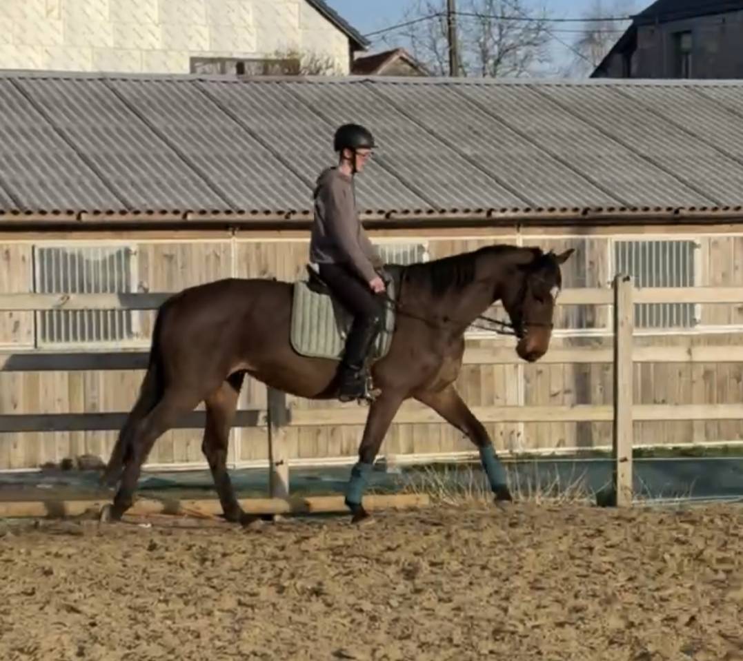 Yegua sBs Caballo de Deporte Belga En venta 2012 Bayo por FABEAU