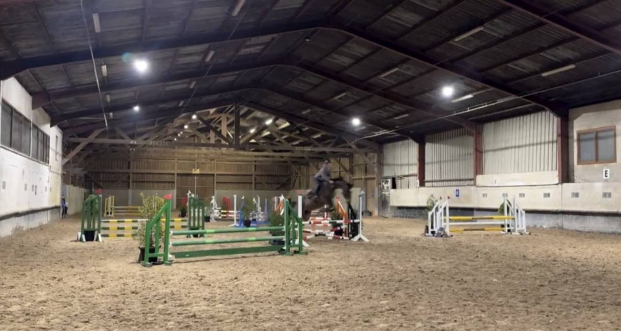 Yegua sBs Caballo de Deporte Belga En venta 2012 Bayo por FABEAU