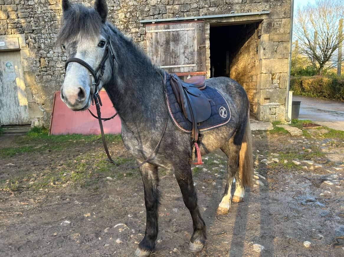Caballo entero PFS Poni Fran&ccedil;&eacute;s de Silla En venta 2022 Tordo por IWAN DE VILLATE
